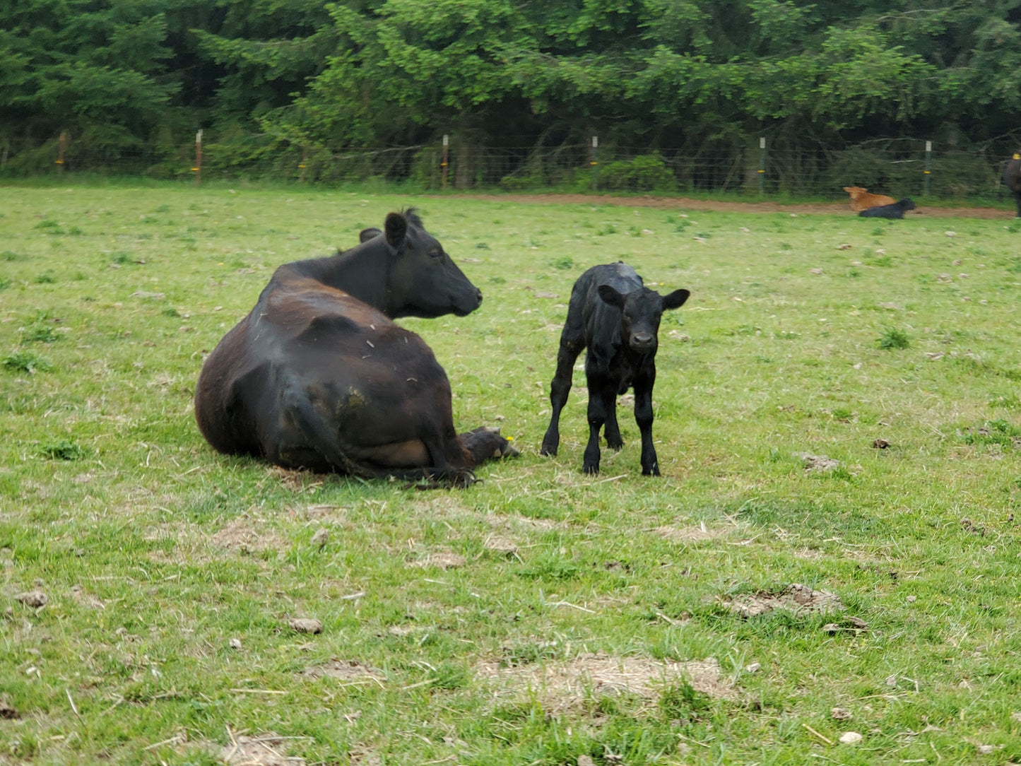 Perfectly Pastured Beef- Lock 2025 Prices for 2026 Beef!